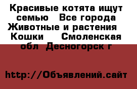 Красивые котята ищут семью - Все города Животные и растения » Кошки   . Смоленская обл.,Десногорск г.